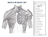 Muscles of the Shoulder and Neck