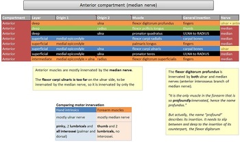 Preview of Muscles of the forearm study and discussion tool - Preview