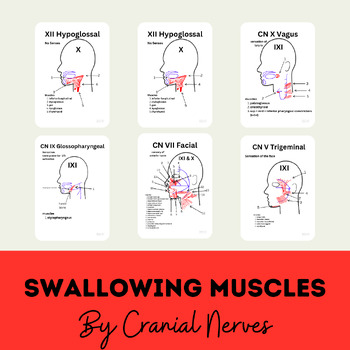 Preview of Muscles relating to swallowing organised by cranial nerves study resource