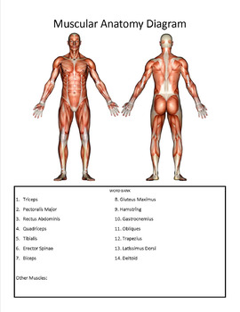 Preview of Muscular Anatomy Guided Notes/Study Guide