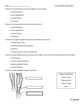 Preview of Muscular Anatomy: Unit Quizzes + Answer Keys