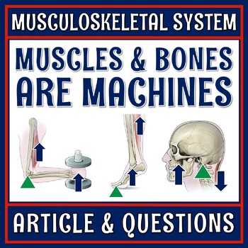 Preview of Muscular Skeletal Musculoskeletal System Activity Muscles Bones Simple Machines