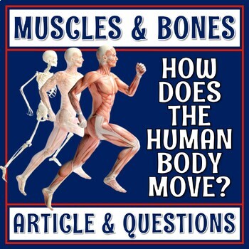 Preview of Muscular Skeletal Musculoskeletal System Reading Article and Questions Activity