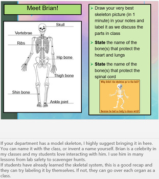 Preview of Muscular-Skeletal System - Lesson Slides and Activities