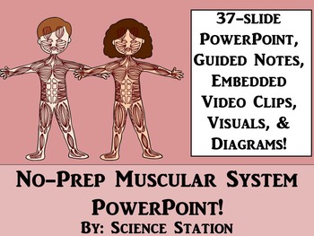 Preview of Muscular System