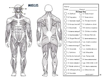 Download Muscular System Coloring by The Science Connection | TpT