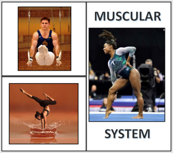 Preview of Muscular System