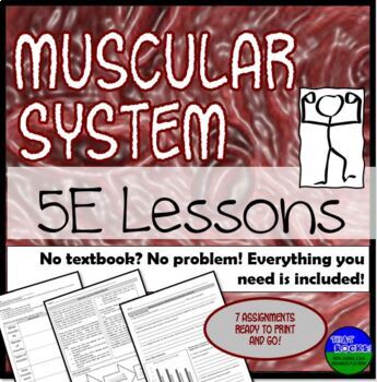 Preview of Muscular System 5E Lessons No Textbook, No Problem!
