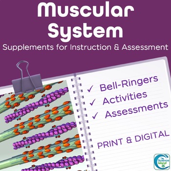 Preview of Muscular System Activities, Bell-Ringers, and Assessments for A&P