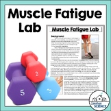 Muscular System Activities - Muscle Fatigue Lab Activity