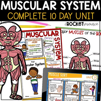 Preview of Muscular System Activities | Muscle Worksheet | Human Body Systems Worksheets