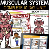 Muscular System Activities | Muscle Worksheet | Human Body