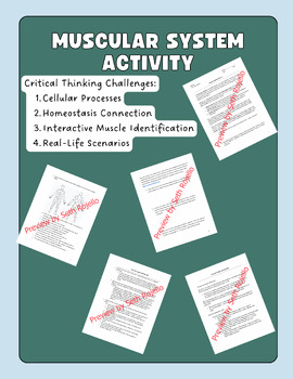 Preview of Muscular System Activity