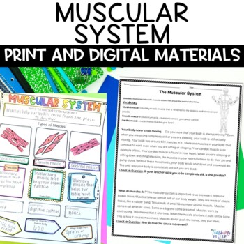 Preview of Muscular System Activities