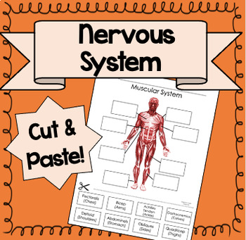 Preview of Muscular System Activity {Cut & Paste!}