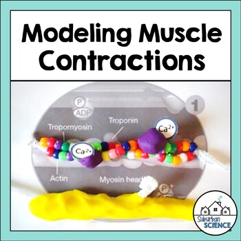 Preview of Muscular System Activity - Muscle Contraction Modeling Activity