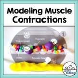 Muscular System Activity - Muscle Contraction Modeling Activity