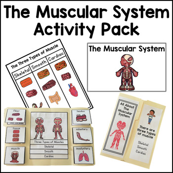 Preview of Muscular System Activty Pack Bundle Human Body Muscles