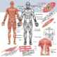 Muscular System Anatomy Clipart Types Of Muscles Clip Art Tpt