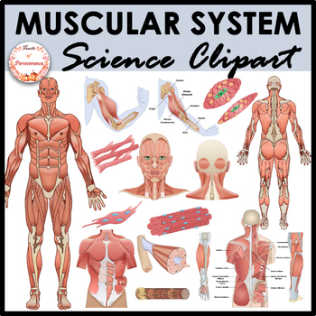 Preview of Muscular System Anatomy Clipart | Types of Muscles Clip Art