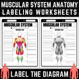 Muscular System Anatomy Labeling Worksheets | Label the Mu