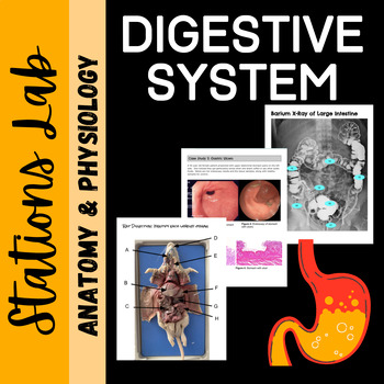 Preview of Digestive System Anatomy: Stations Lab