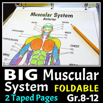 Preview of Muscular System - Big Foldable for Interactive Notebooks or Binders