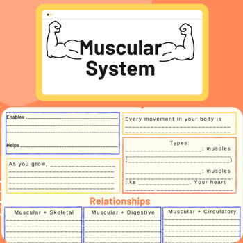 Preview of Muscular System Bundle