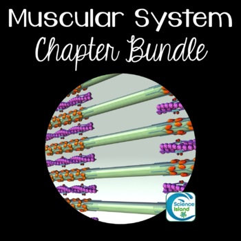 Preview of Muscular System Chapter Bundle for Anatomy and Physiology