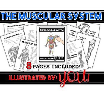 Preview of Muscular System Coloring Book- 8 pages of Anatomically Correct Illustrations!