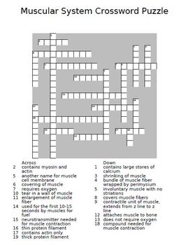 Muscular System Crossword Puzzle by The Teacher Team TpT