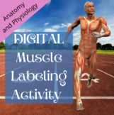 Muscular System DIGITAL Muscle Labeling Activity (Anatomy)
