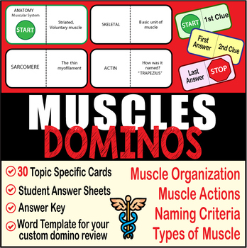 Preview of Muscular System ~DOMINO REVIEW~ 30 Cards + Answer Sheets+Key-ANATOMY~Muscles