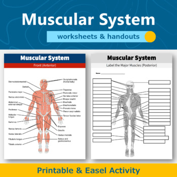 Preview of Muscular System Diagram Worksheets and Handouts | Human Body Systems