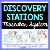 Muscular System Diagram and Discovery Stations