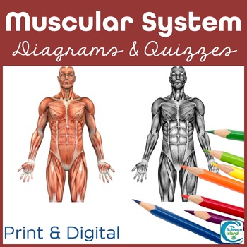Muscular System Diagrams Study Label Quiz Color By Science Island