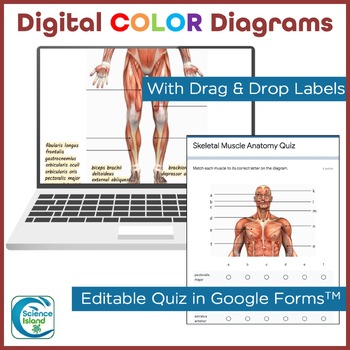 Muscular System Labeling Study Guide Answer Key