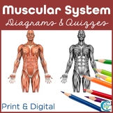 Muscular System Diagrams and Quizzes - Anatomy & Labeling 
