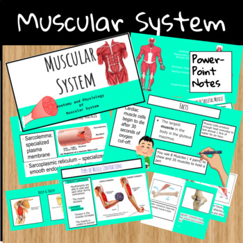 Preview of Muscular System Digital Complete Lesson