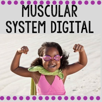 Preview of Muscular System Digital / Human Body