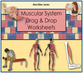 Preview of Muscular System - Drag & Drop Worksheets (Med Bites Series)
