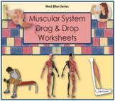 Muscular System - Drag & Drop Worksheets (Med Bites Series)