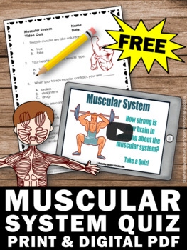 FREE Muscular System Activities, Human Body Systems Worksheet 5th Grade