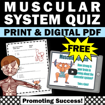 Preview of FREE Muscular System Activity 5th Grade Science Vocabulary Life Science Standard