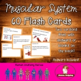 Muscular System Flash Cards
