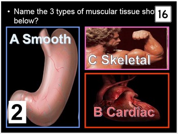 Preview of Muscular System Game, Muscles of the Body PowerPoint Quiz