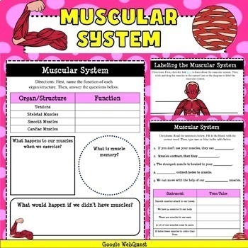 Preview of Muscular System Google WebQuest