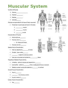 Preview of Muscular System Guided Notes