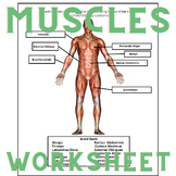 Muscular System Handout and Answer Sheet