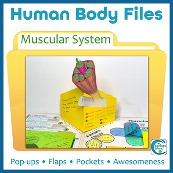 Preview of Muscular System Activity - Human Body Files for Anatomy and Physiology
